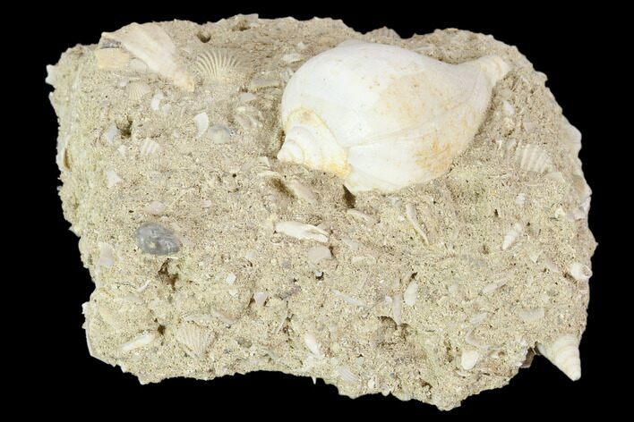 Eocene Fossil Gastropod (Sycostoma) - Damery, France #103871